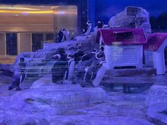 景点-上海海昌海洋公园