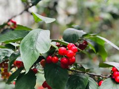 -樱桃山旅游景区