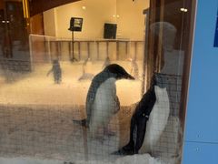 -乔波室内滑雪场