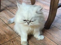 -more than meow吴止猫主题餐厅(承德 中船汇店)