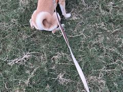-南京Hallo宠物乐园·哈罗犬舍·柴犬繁育基地