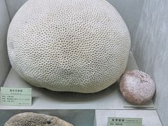 -河南自然博物馆