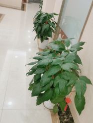 -碧莲盛·不剃发植发
