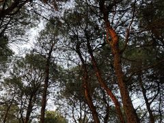 -铁山坪森林公园