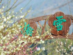 -香雪海
