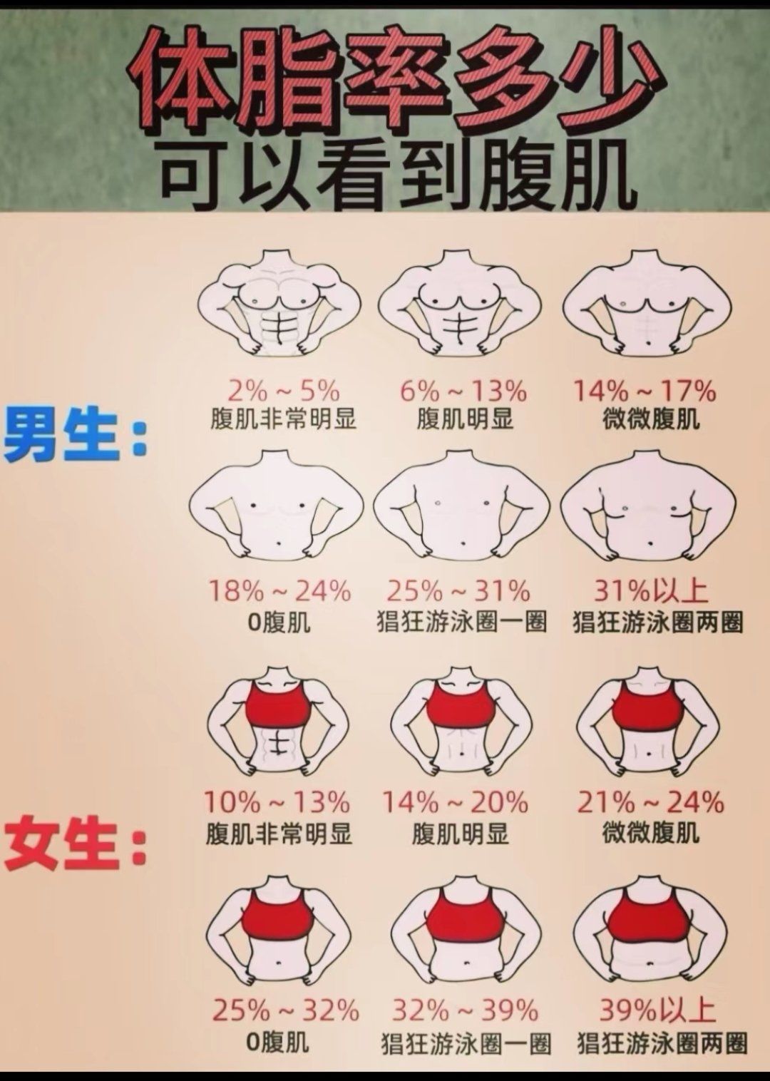 体脂率多少可以看到腹肌?