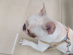 -瑞派动物医院·猫专科·至诚(江南中分院)