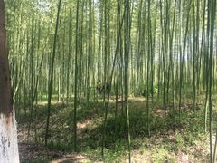 -黄海国家森林公园