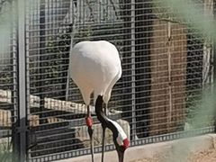 -盐城丹顶鹤湿地生态旅游区