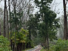 -合肥滨湖国家森林公园