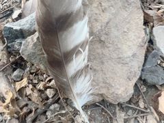 -上海佘山国家森林公园天马山园