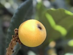 -东山风景区(洞庭东山)