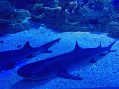 -常州海昌海洋探索馆