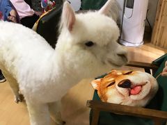 -猫色咖啡·猫咖