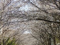 -高东镇樱花园