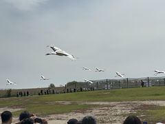 -盐城丹顶鹤湿地生态旅游区