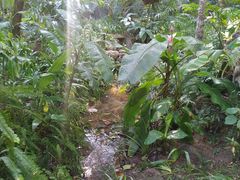 -深圳仙湖植物园