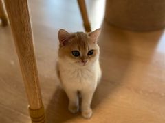 -猫腻·猫咖·撸猫馆(星光大道店)