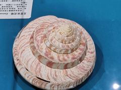 -青岛贝壳博物馆