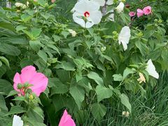 -天津东丽湖风景区