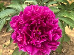 -洛阳郁金香牡丹园