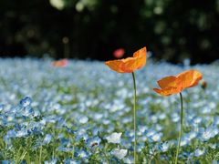 -上海滨江森林公园