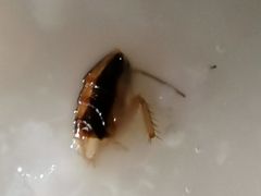 -梁记粥铺(开元地中海店)