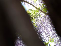 -嘉定紫藤园