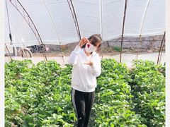 -大自然农场蔬菜草莓采摘园