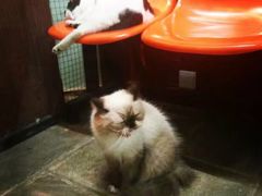 -猫咪博物馆(顶澳仔猫街店)