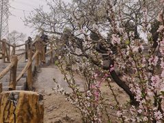-白水寺森林公园