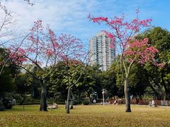 -晓港公园