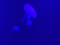 -暹罗海洋世界