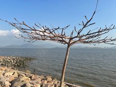 -深圳湾公园(南山区)