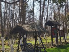 -合肥滨湖国家森林公园