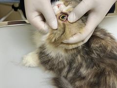 -爱妮康宠物医院·干细胞免疫细胞·肿瘤·心脏(张江店)