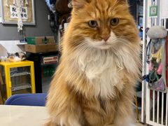 -平行世界·猫咖(首经贸店)
