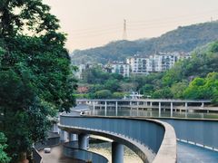 -银湖山郊野公园-相思林