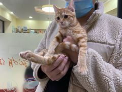 -艾贝尔宠物诊疗