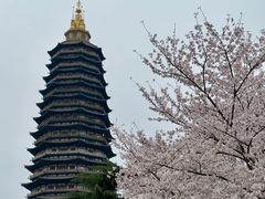 -红梅公园