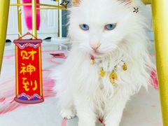 -帕帕拉兹宠物(亚洲旗舰店)