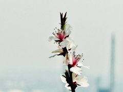-白水寺森林公园