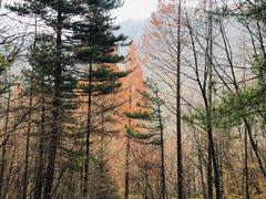 -洛阳白云山景区