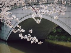 -顾村公园