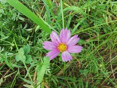 -金科花卉市场