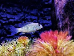 -上海海洋水族馆