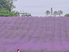 -紫颐香薰山谷景区