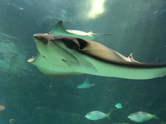 -瑞普利水族馆