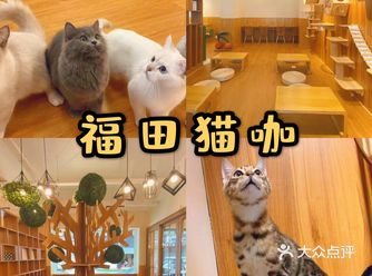 叮，欢迎来到超暖萌喵喵星球 ———— 地址：江东街道