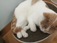 -猫冇咖·家门口的撸猫馆(大融城店)